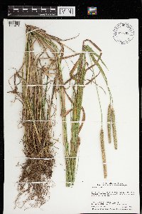 Phleum pratense image