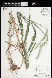 Elymus wiegandii image