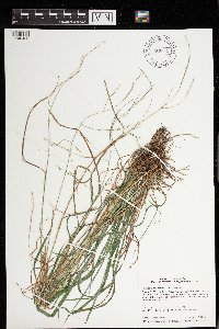 Festuca subverticillata image