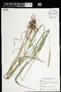 Phleum pratense image