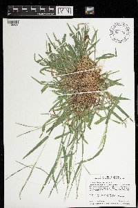 Digitaria ischaemum image