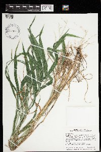 Elymus hystrix image