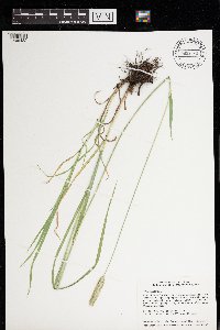 Phleum pratense image