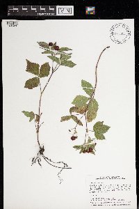 Rubus pubescens image