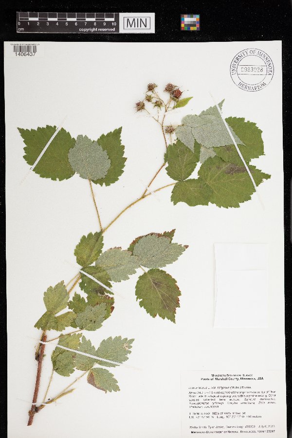 Rubus idaeus var. strigosus image