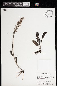 Pedicularis canadensis image