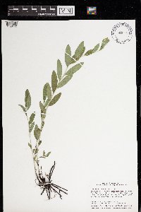 Lithospermum canescens image