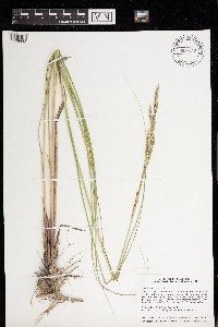 Spartina pectinata image