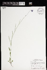 Campanula rotundifolia image