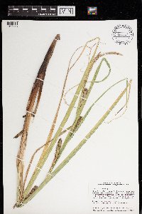 Carex atherodes image