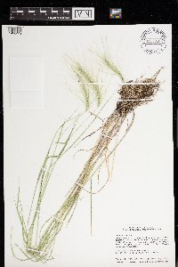 Hordeum jubatum image