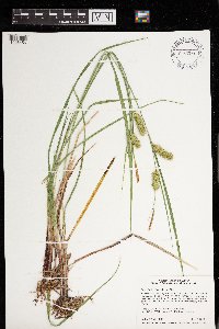 Carex hystericina image