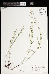 Galium boreale image