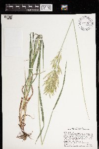 Bromus inermis image