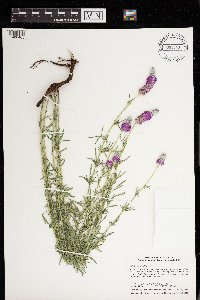 Dalea purpurea image