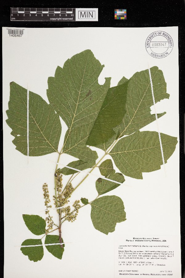 Toxicodendron radicans subsp. negundo image