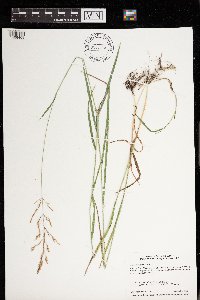 Agrostis gigantea image