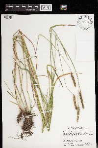 Phleum pratense image