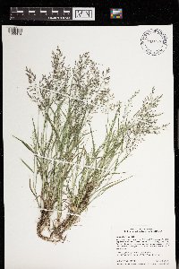 Eragrostis minor image