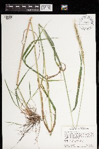 Elymus diversiglumis image