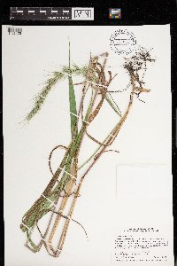 Elymus wiegandii image