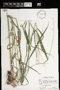 Elymus hystrix image