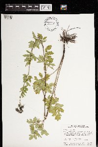 Thalictrum venulosum image