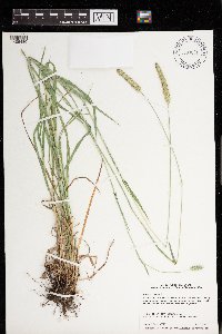 Phleum pratense image