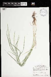 Elymus trachycaulus subsp. trachycaulus image