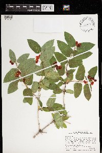 Lonicera tatarica image