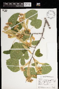 Tilia americana image