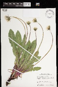 Taraxacum officinale image