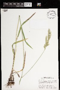 Bromus kalmii image