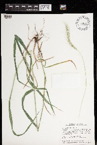 Elymus diversiglumis image