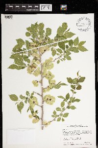 Ulmus pumila image