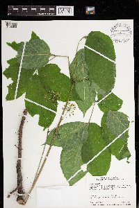 Aralia nudicaulis image