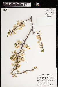 Prunus americana image