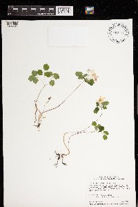 Thalictrum thalictroides image