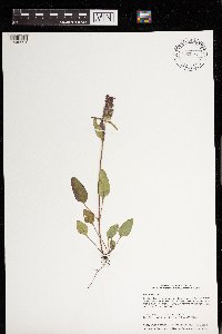 Prunella vulgaris image