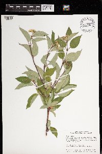 Cornus sericea image