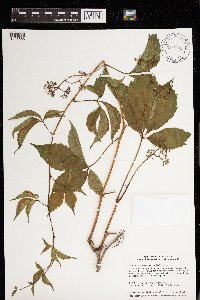 Parthenocissus vitacea image