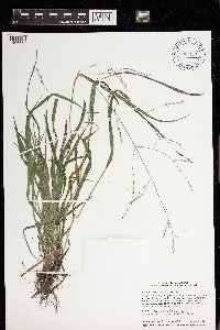 Festuca subverticillata image