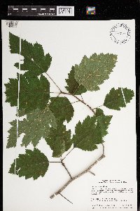 Crataegus mollis image