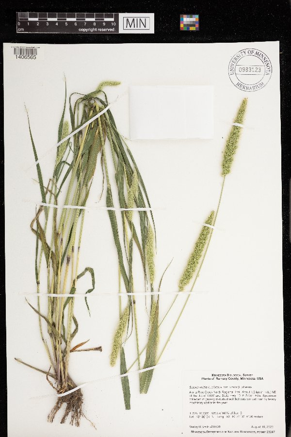 Setaria viridis image