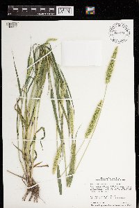 Setaria viridis image