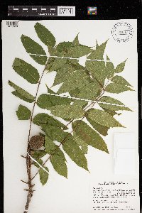 Juglans nigra image