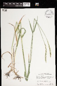 Elymus repens image