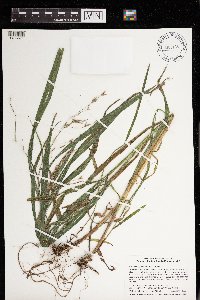 Bromus latiglumis image