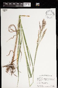 Bromus inermis image