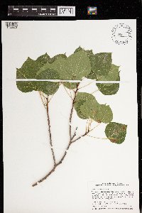 Populus tremuloides image